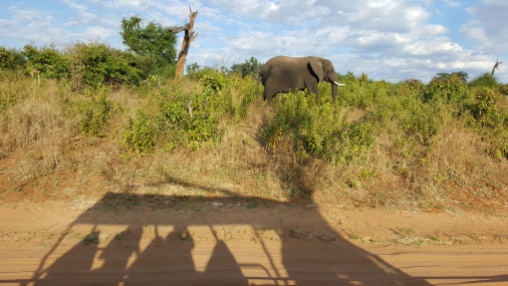 One of Chobe's 93,000 elephants