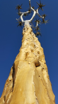 Quiver tree with a base of gold